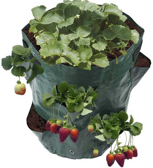 edinstvena vrečka za gojenje jagod